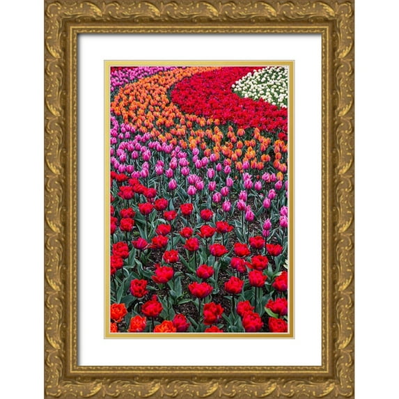 Sienda, Jolly 11x14 Gold Ornate Wood Framed with Double Matting Museum Art Print Titled - Mount Vernon-Washington State-multi-colored tulips in a curvy pattern
