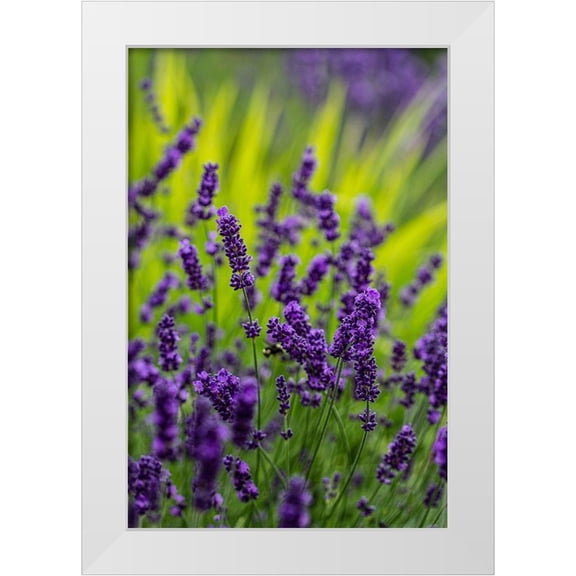 Sienda, Jolly 11x14 White Modern Wood Framed Museum Art Print Titled - Sequim-Washington State-lavender field blooms
