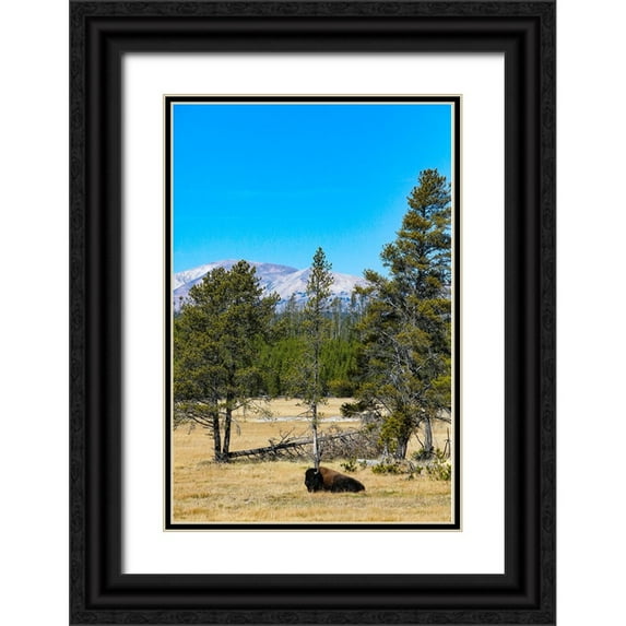Sienda, Jolly 13x18 Black Ornate Wood Framed with Double Matting Museum Art Print Titled - Yellowstone National Park-Wyoming-USA Buffalo