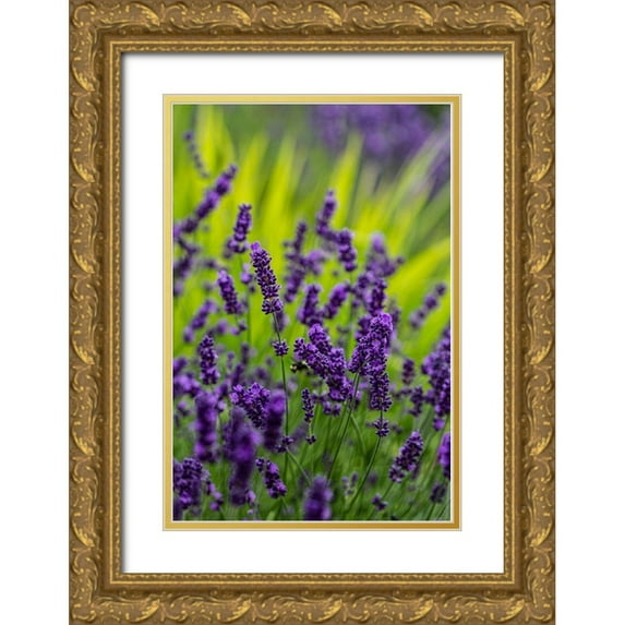 Sienda, Jolly 17x24 Gold Ornate Wood Framed with Double Matting Museum Art Print Titled - Sequim-Washington State-lavender field blooms