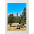 thumbnail image 1 of Sienda, Jolly 17x24 White Modern Wood Framed Museum Art Print Titled - Yellowstone National Park-Wyoming-USA Buffalo, 1 of 4