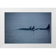 thumbnail image 1 of Sienda, Jolly 24x17 White Modern Wood Framed Museum Art Print Titled - Kenai Fjords-Alaska-pod of Orca Killer Whales, 1 of 4