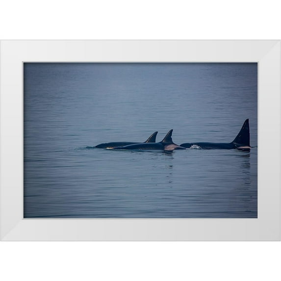 Sienda, Jolly 24x17 White Modern Wood Framed Museum Art Print Titled - Kenai Fjords-Alaska-pod of Orca Killer Whales