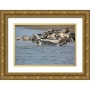 Sienda, Jolly 32x23 Gold Ornate Wood Framed with Double Matting Museum Art Print Titled - Lake Clark National Park and Preserve-Cook Inlet-Kenai Peninsula-Alaska-pod of seals on the mudflat
