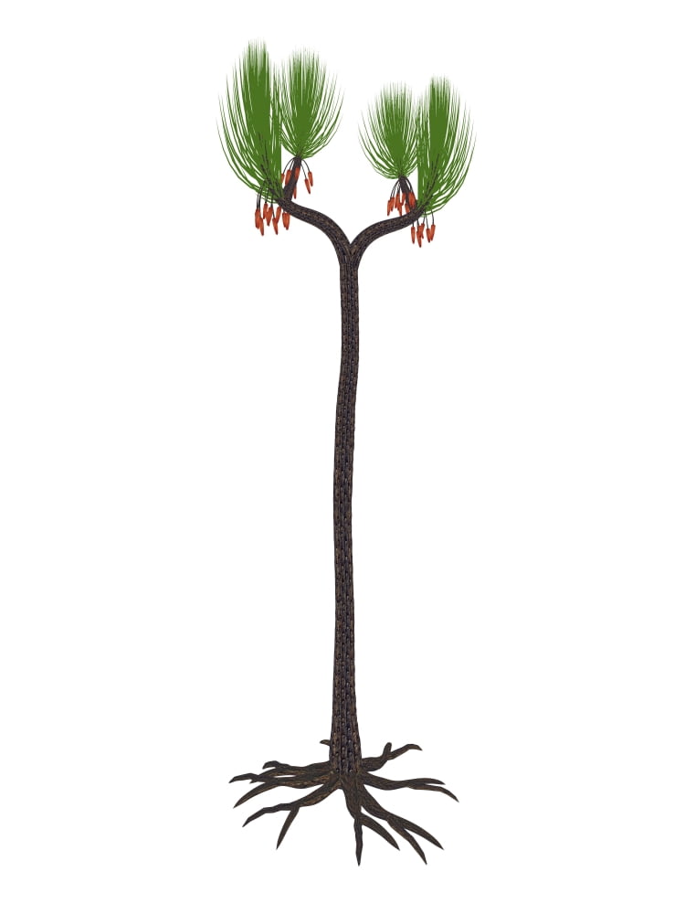 Sigillaria prehistoric plant Canvas Art - Elena DuvernayStocktrek Images (13 x 17)