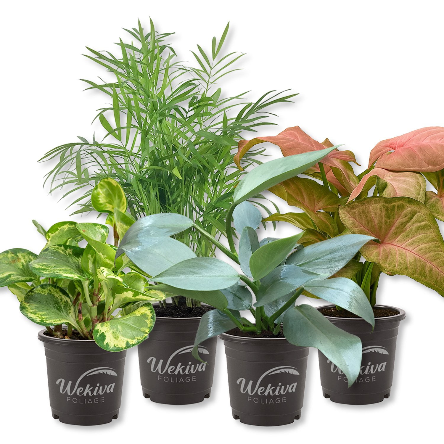 Signature Botanics Houseplant Collection - 4 Live Plants In 4 Inch Growers Pots - Growers Choice - Elegant and Beautiful Easy Care Indoor Foliage Perfect for Home or Office