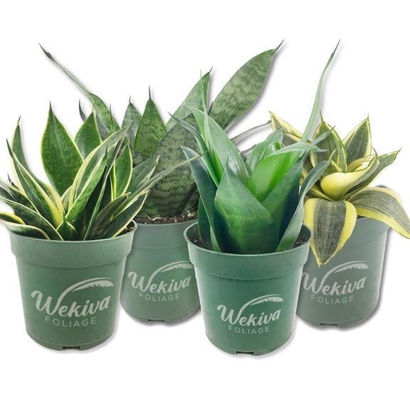 Signature Botanics Snake Plant Collection - 4 Live Plants in 4 Inch Growers Pots - Growers Choice - Elegant and Beautiful Easy Care Indoor Foliage Perfect for Home or Office