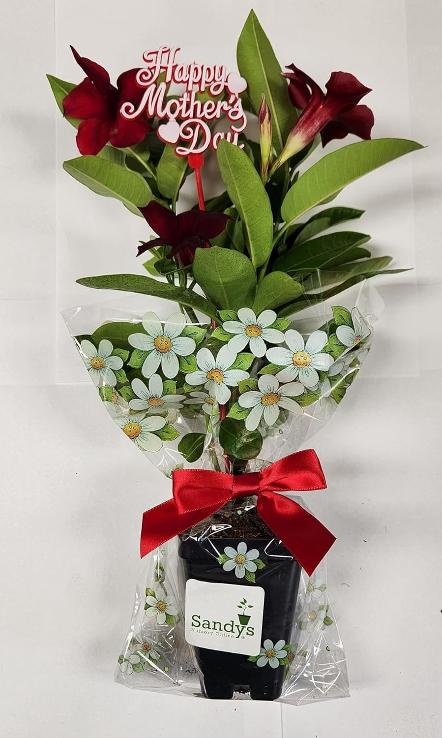 Signature Happy Mother's Day IN BLOOM!! Mandeville Gift, Flower Bud Color and Floral Pick May Vary