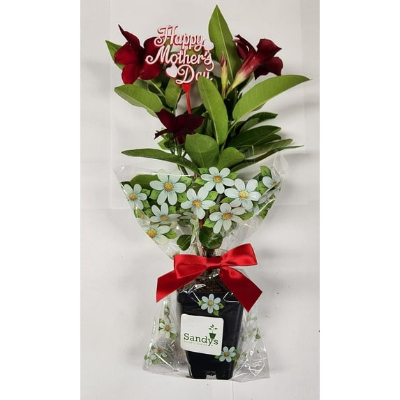 Signature Happy Mother's Day IN BLOOM!! Mandeville Gift, Flower Bud Color and Floral Pick May Vary