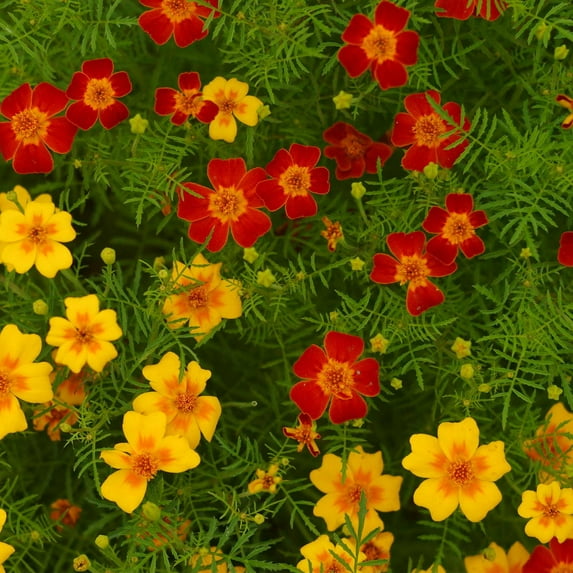 Signet Marigold Flower Garden Seeds - Gem Series - Mix - 1000 Seeds - Annual Flower Gardening Seeds - Tagetes signata