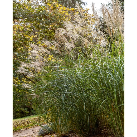 Silberfeder Silver Feather Grass - 3 bareroot plants
