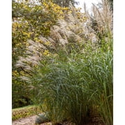 Silberfeder Silver Feather Grass - 3 bareroot plants