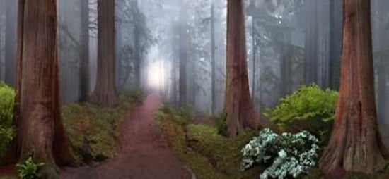 Silence of the Forest Canvas Art - David M Maclean (10 x 20)