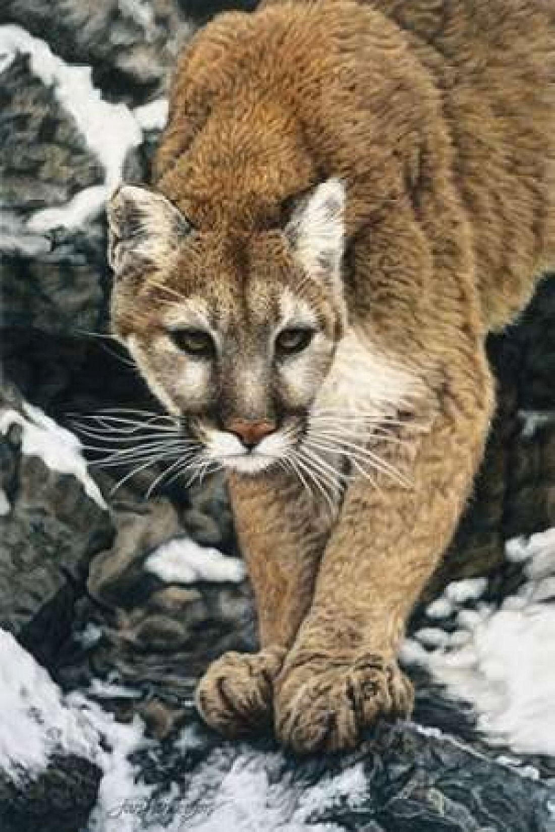 Silent Approach Canvas Art - Jan Henderson (24 x 36)