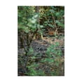 thumbnail image 1 of Silent Doe Among Portland Oaks’ Gentle Brush - Portland Oregon Photography Deer Wildlife Forest Nature Woodland Wilderness Autumn Unframed Wall Art Print 20 x 28 inches, 1 of 60