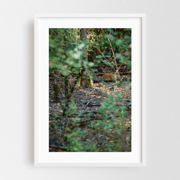 Silent Doe Among Portland Oaks’ Gentle Brush - Portland Oregon Photography Deer Wildlife Forest Nature Woodland Wilderness Autumn White Framed Wall Art Print 5 x 7 inches