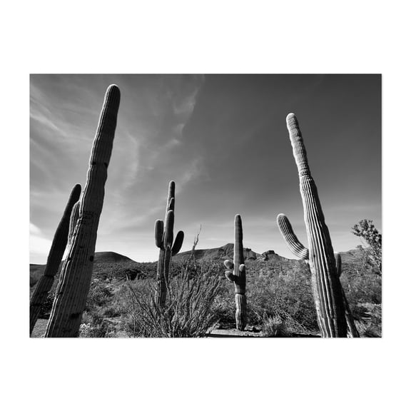 Silent Guardians - Cave Creek Arizona Photography Cactus Desert Black and White Nature Landscape Scenic Wilderness Unframed Wall Art Print 36 x 48 inches