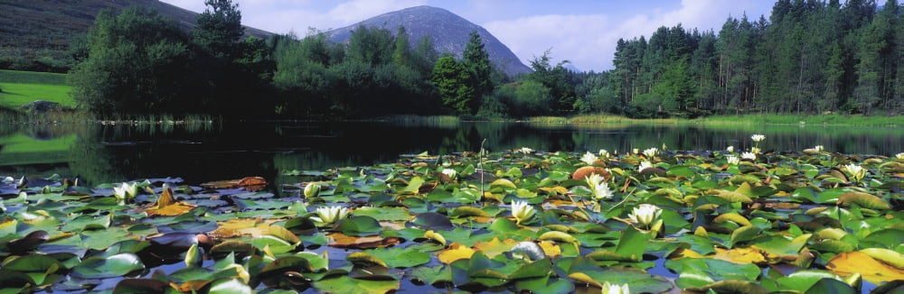 Silent Valley Mourne Mountains Ireland Water Lilies With Mountain In The Background Canvas Art - The Irish Image Collection Design Pics (44 x 15)