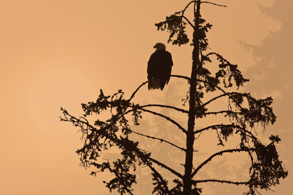 Silhouette Of A Bald Eagle Perched On A Tree At Sunset In The Mist Of The Tongass National Forest Southeast Alaska Canvas Art - John Hyde Design Pics (34 x 22)