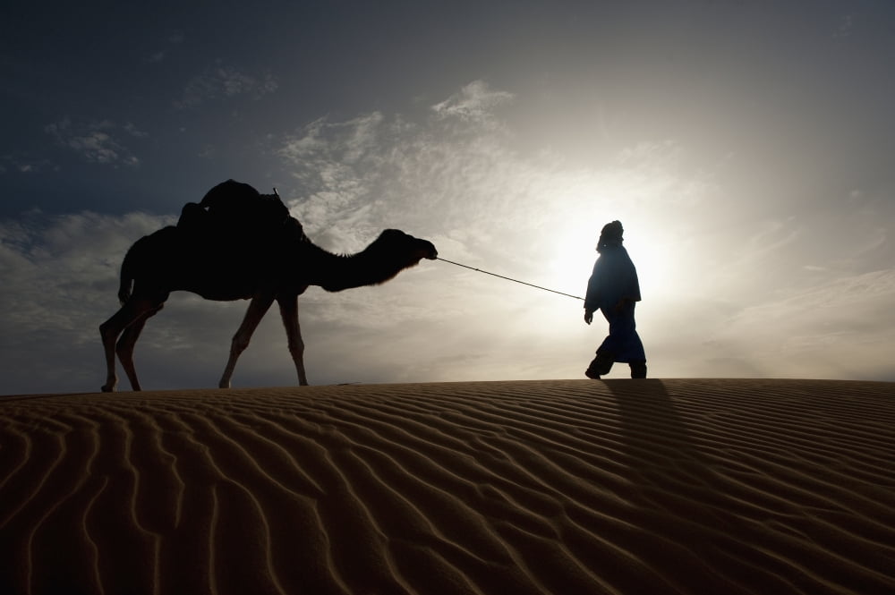 Silhouette Of Berber Leading Camel Across Sand Dunes At Dusk In The Erg Chebbi Sahara Desert Merzouga Morocco Canvas Art - Ian Cumming Design Pics (19 x 12)