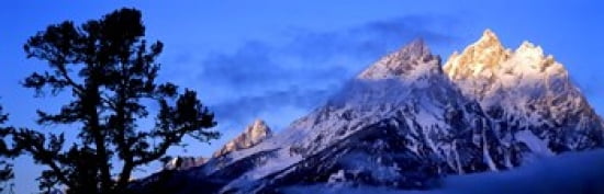 Silhouette of a Limber Pine in front of mountains Cathedral Group Teton Range Grand Teton National Park Wyoming USA Canvas Art - Panoramic Images (36 x 12)