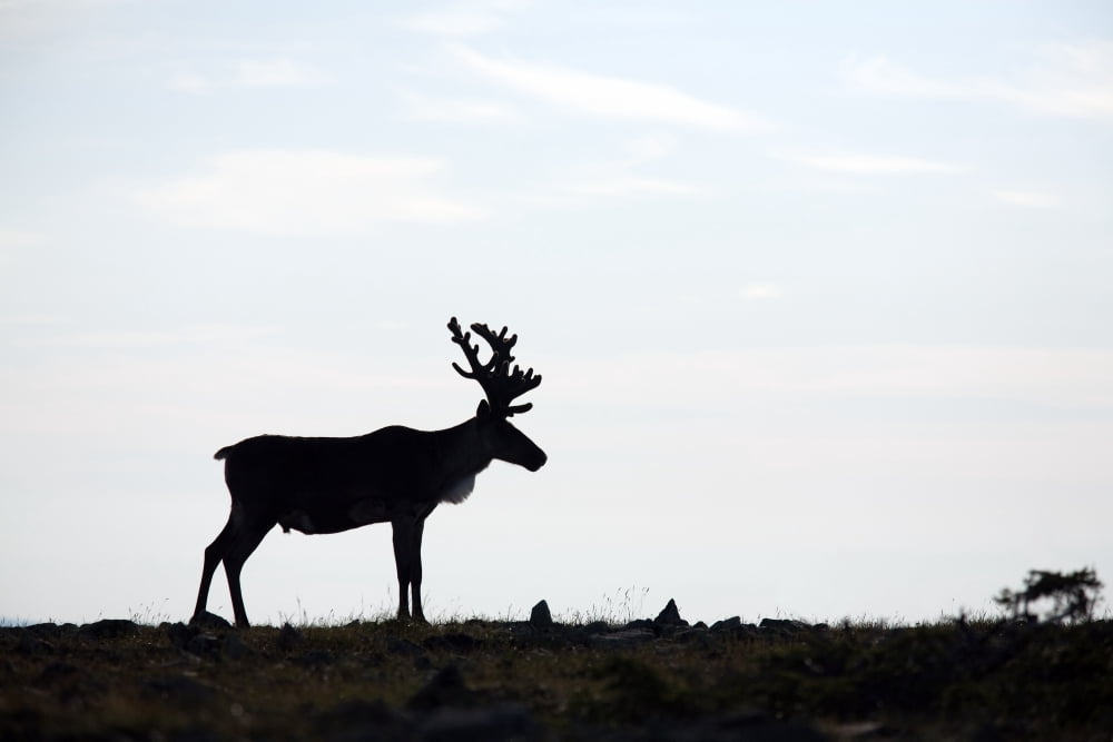 Silhouette Of Male Caribou On Alpine Tundra Mount Jacques Cartier Gaspesie National Park Quebec Canada Canvas Art - Philippe Henry Design Pics (34 x 22)