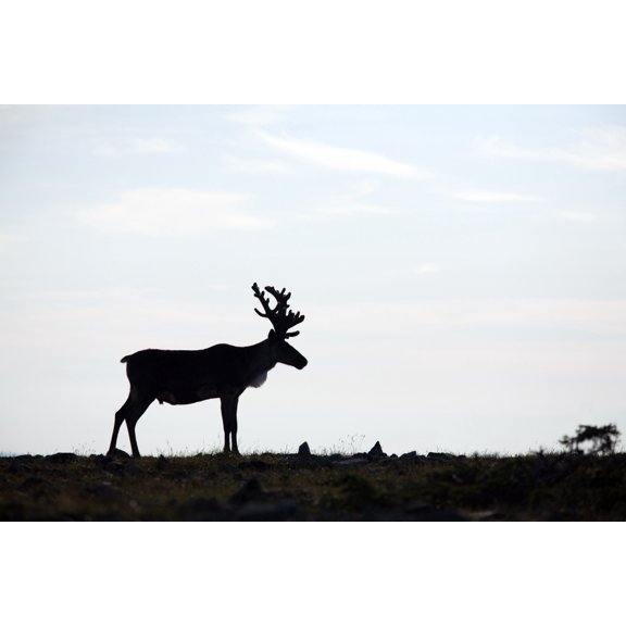 Silhouette Of Male Caribou On Alpine Tundra Mount Jacques Cartier Gaspesie National Park Quebec Canada Canvas Art - Philippe Henry Design Pics (34 x 22)
