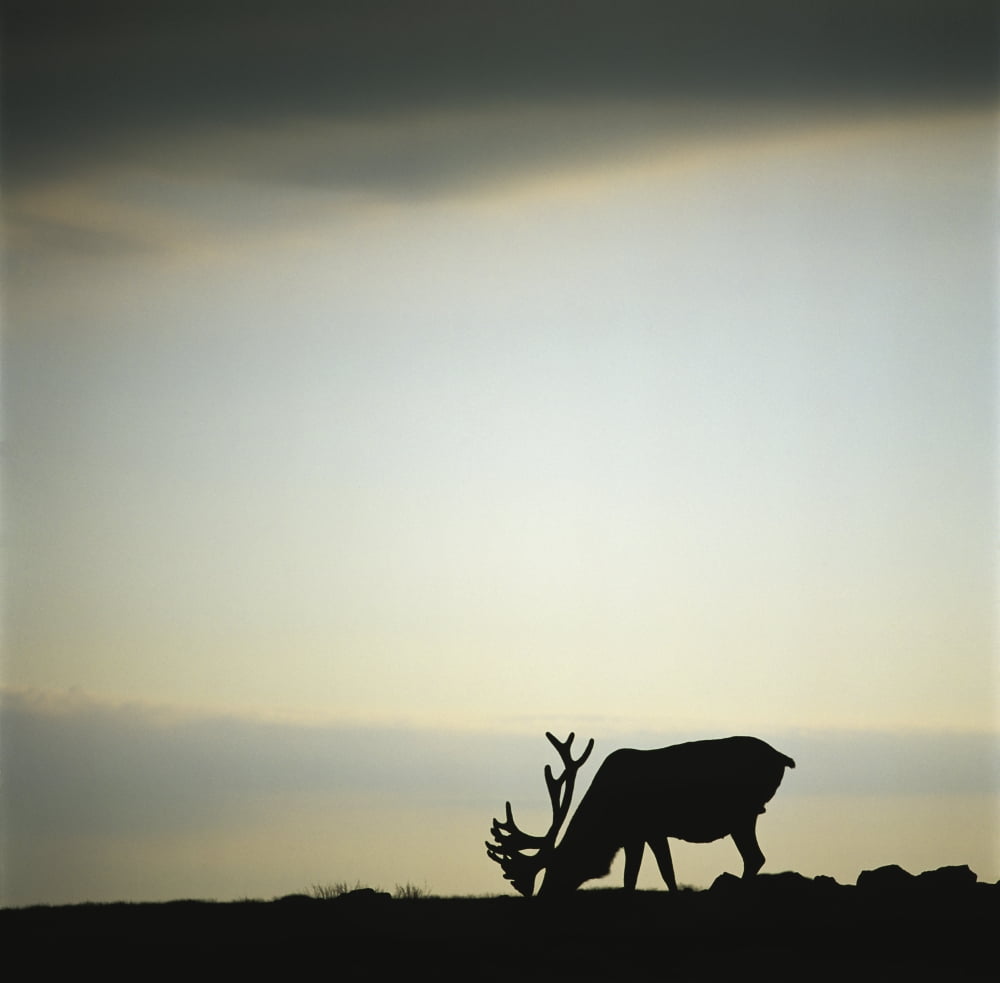 Silhouette Of A Male Caribou At Sunset Gros Morne Mountain Gros Morne National Park Newfoundland And Labrador Canvas Art - Claude Bouchard Design Pics (24 x 24)