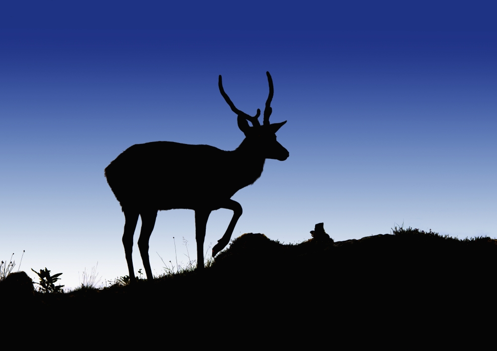 Silhouette Of A Deer Standing On A Hilltop At Dusk North Yorkshire England Canvas Art - John Short  Design Pics (18 x 13)