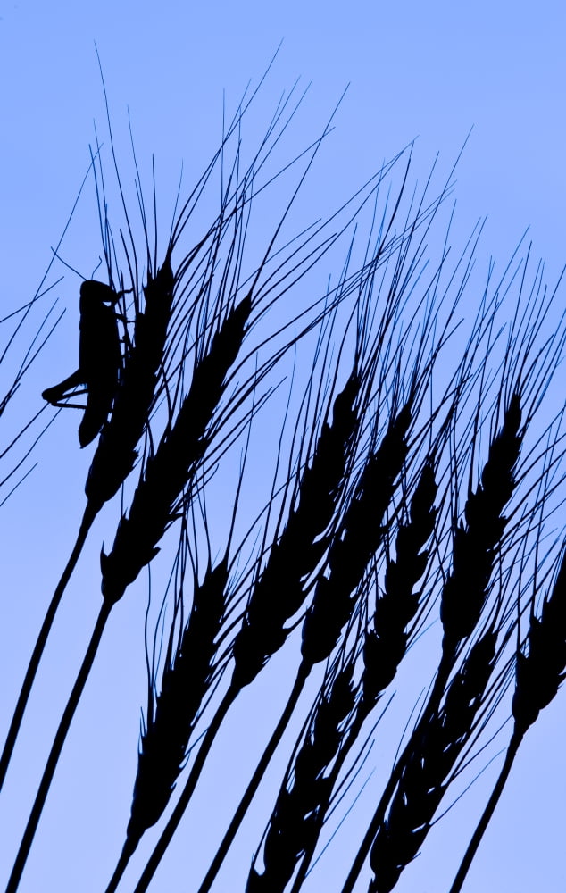 Silhouette Of A Grasshopper On Wheat Near Manor Saskatchewan Canvas Art - Dave Reede Design Pics (22 x 36)