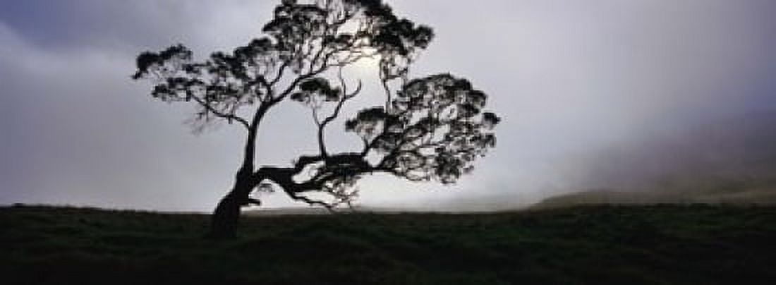 Silhouette Of A Koa Tree Mauna Kea Kamuela Big Island Hawaii USA Canvas Art - Panoramic Images (18 x 7)