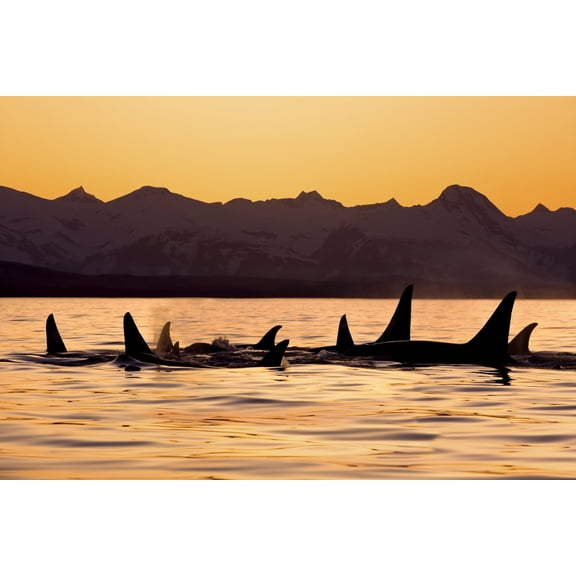 Silhouette Of A Pod Of Orca Whales In Lynn Canal With Chilkat Mountains In The Background, Inside Passage, Southeast, Alaska Poster Print (34 x 22)