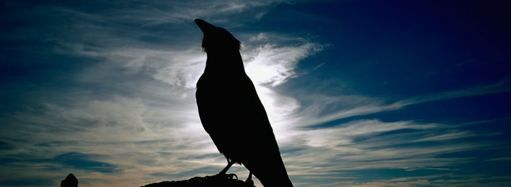 Silhouette Of A Raven At Dusk Yellowstone National Park Wyoming USA (Corvus Corax) Canvas Art - Panoramic Images (36 x 12)