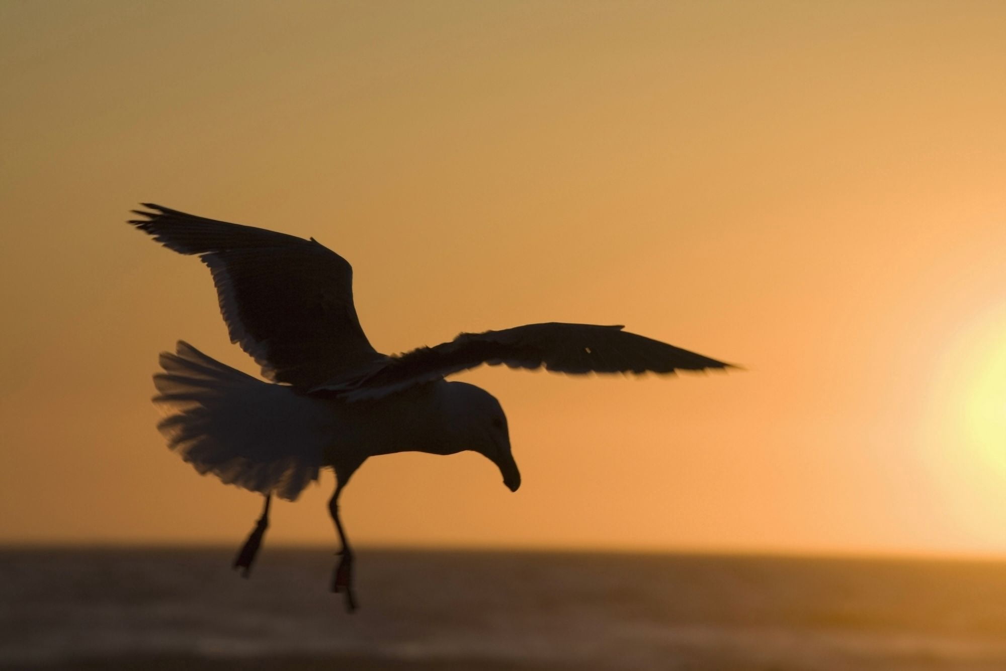 Silhouette Of A Seagull In Flight At Sunset Newport Oregon United States of America Canvas Art - Michael Interisano Design Pics (38 x 24)
