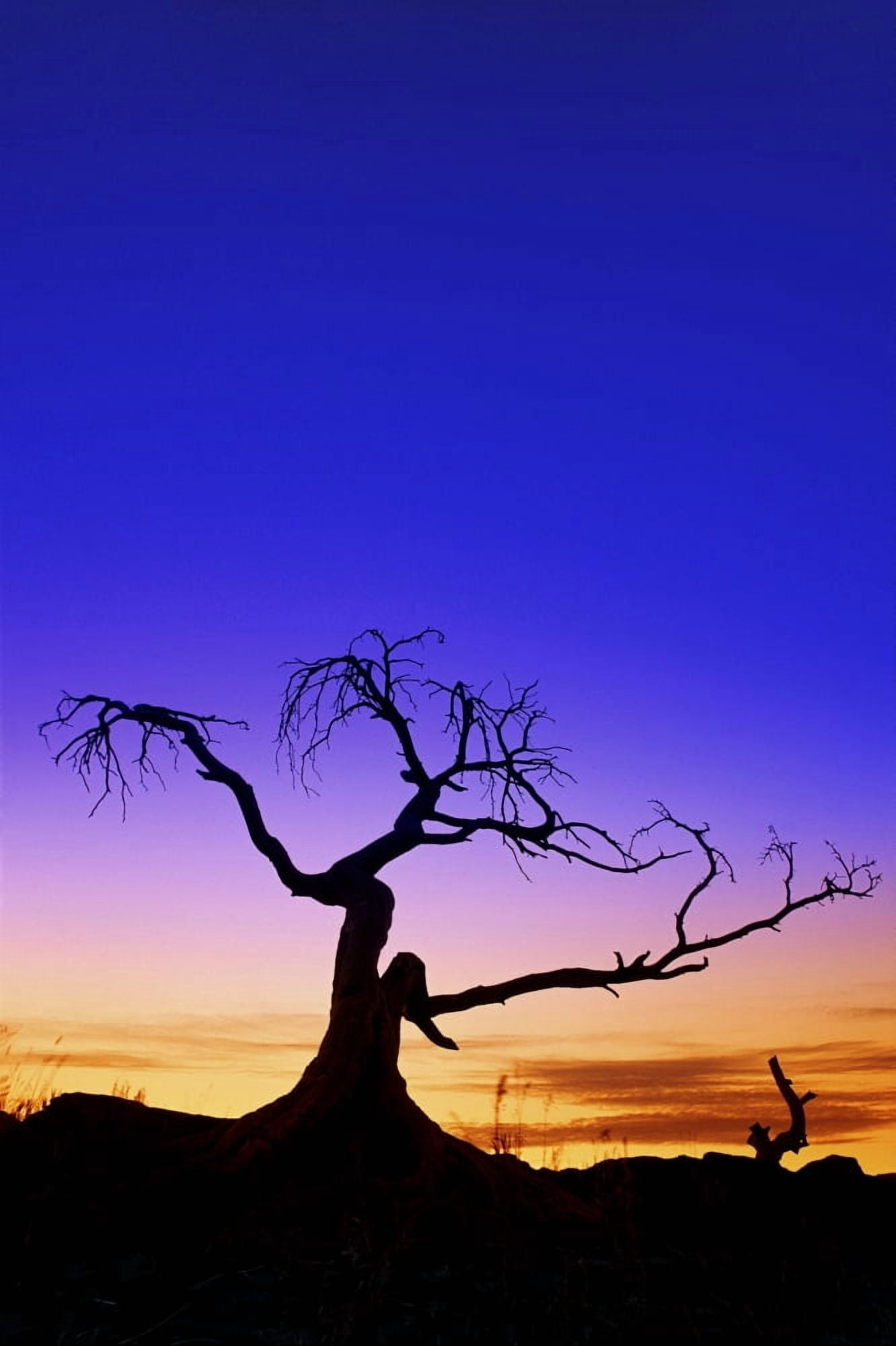 Silhouette Of A Tree At Sunset Canvas Art - Carson Ganci Design Pics (22 x 34)