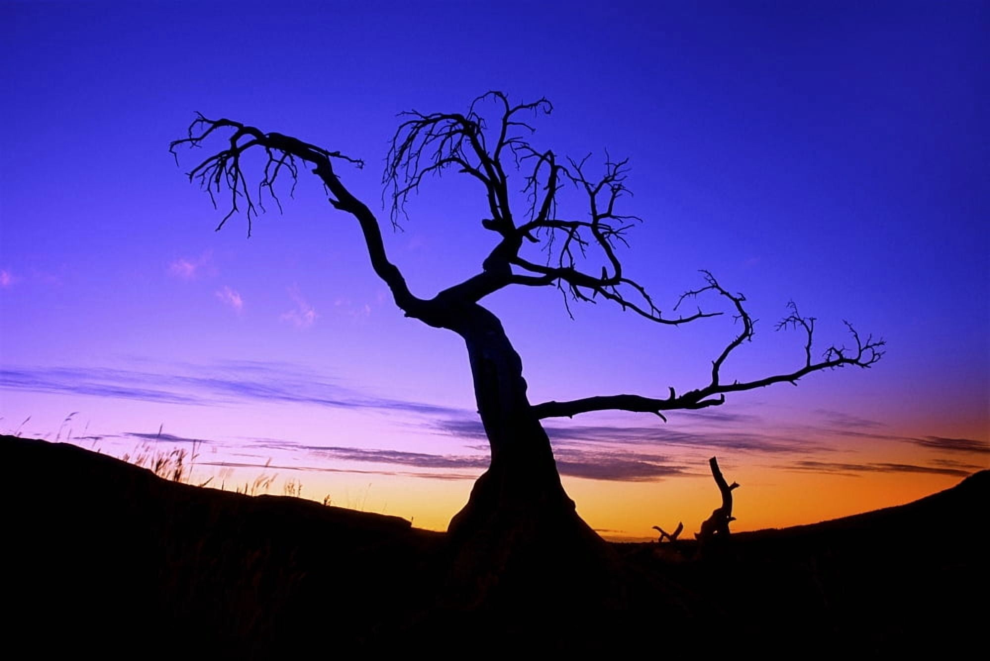 Silhouette Of A Tree At Sunset Canvas Art - Carson Ganci Design Pics (34 x 22)