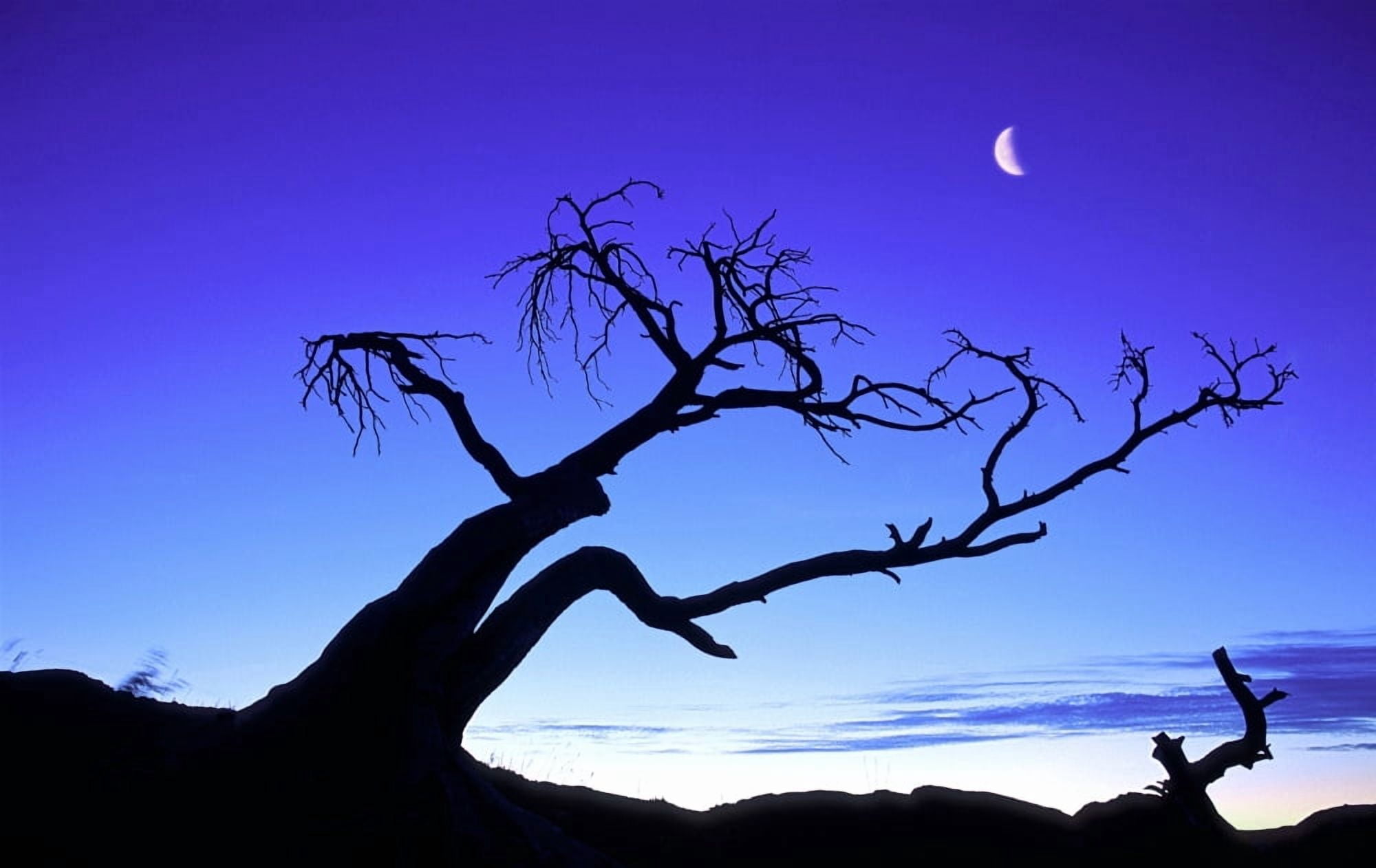 Silhouette Of A Tree Canvas Art - Carson Ganci Design Pics (17 x 11)