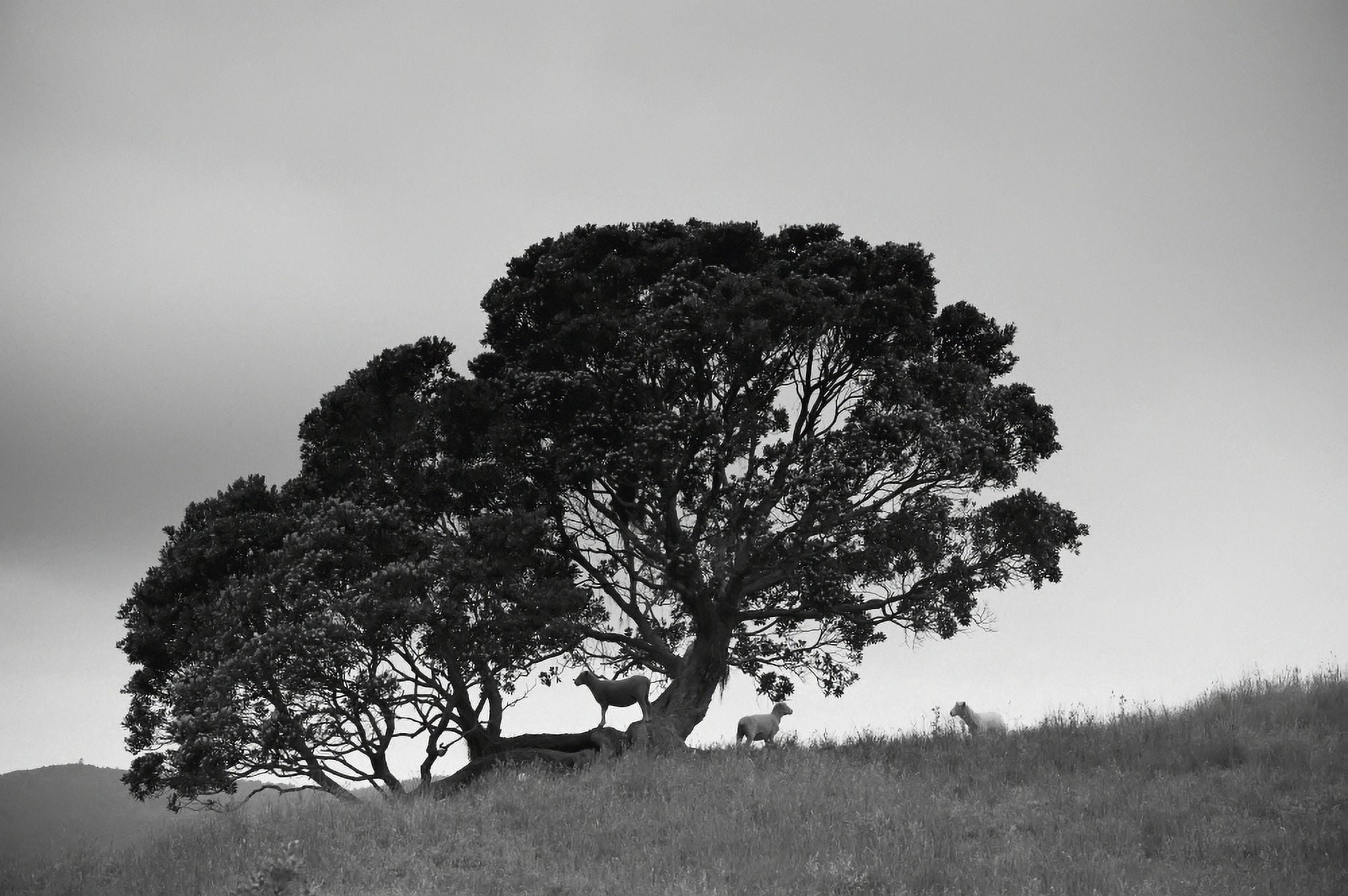 Silhouette Of A Tree With Sheep Standing Underneath New Zealand Canvas Art - David DuChemin Design Pics (19 x 12)