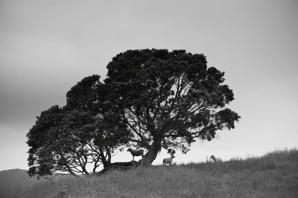 Silhouette Of A Tree With Sheep Standing Underneath New Zealand Canvas Art - David DuChemin Design Pics (38 x 24)