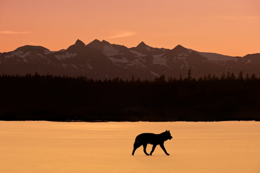 Silhouette Of A Wolf Walking At Sunset Tongass National Forest Southeast Alaska Canvas Art - John Hyde Design Pics (34 x 22)