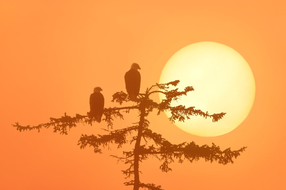 Silhouette Of Bald Eagle On Branch At Sunset Digital Composite Canvas Art - John Hyde Design Pics (17 x 11)