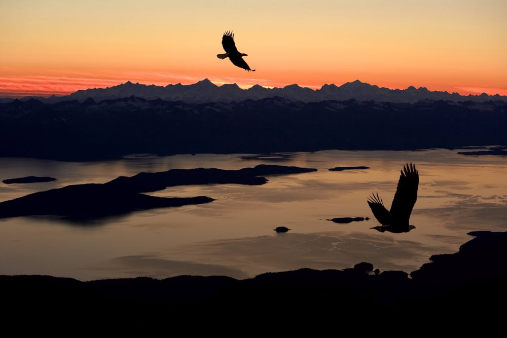 Silhouette Of Bald Eagles In Flight At Sunset Over The Inside Passage In Southeast Alaska Composite Canvas Art - John Hyde Design Pics (34 x 22)