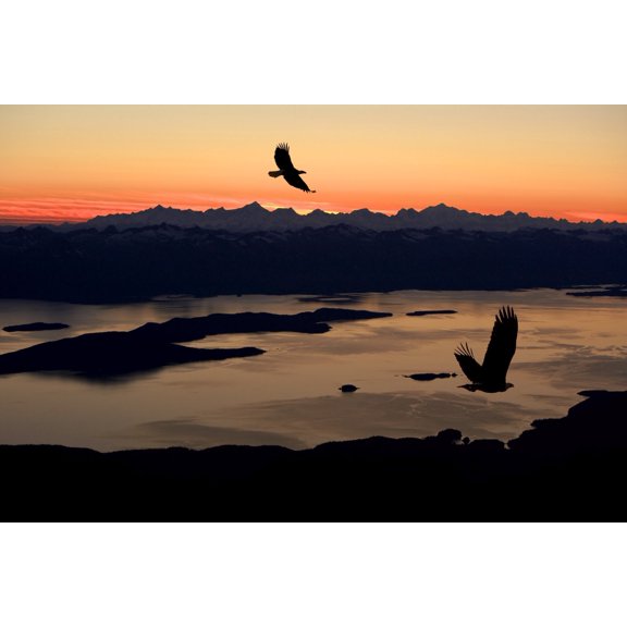 Silhouette Of Bald Eagles In Flight At Sunset Over The Inside Passage In Southeast Alaska Composite Canvas Art - John Hyde Design Pics (34 x 22)