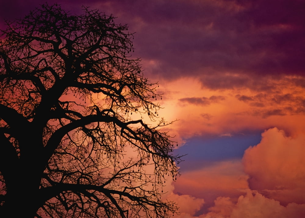 Silhouette Of Baobab Tree At Dusk Canvas Art - Ian Cumming Design Pics (36 x 26)