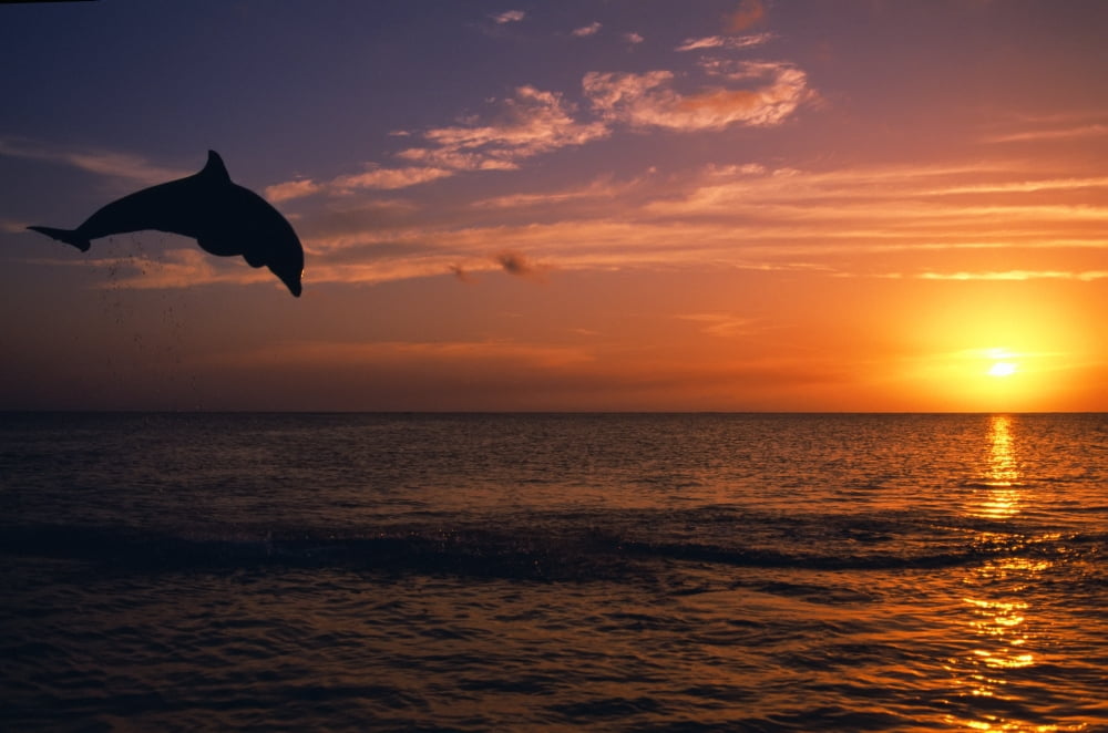 Silhouette Of Bottlenose Dolphin Leaping Over Ocean At Sunset Caribbean Sea Canvas Art - Natural Selection Craig Tuttle Design Pics (36 x 24)