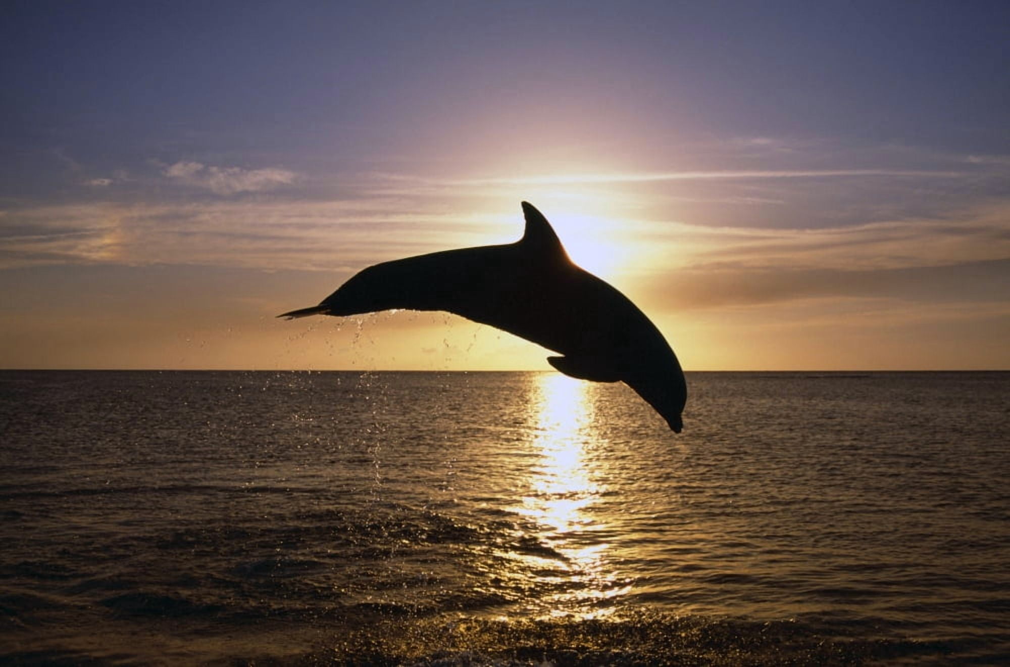 Silhouette Of Bottlenose Dolphin Leaping Sunset Caribbean Sea Canvas Art - Natural Selection Craig Tuttle Design Pics (36 x 24)
