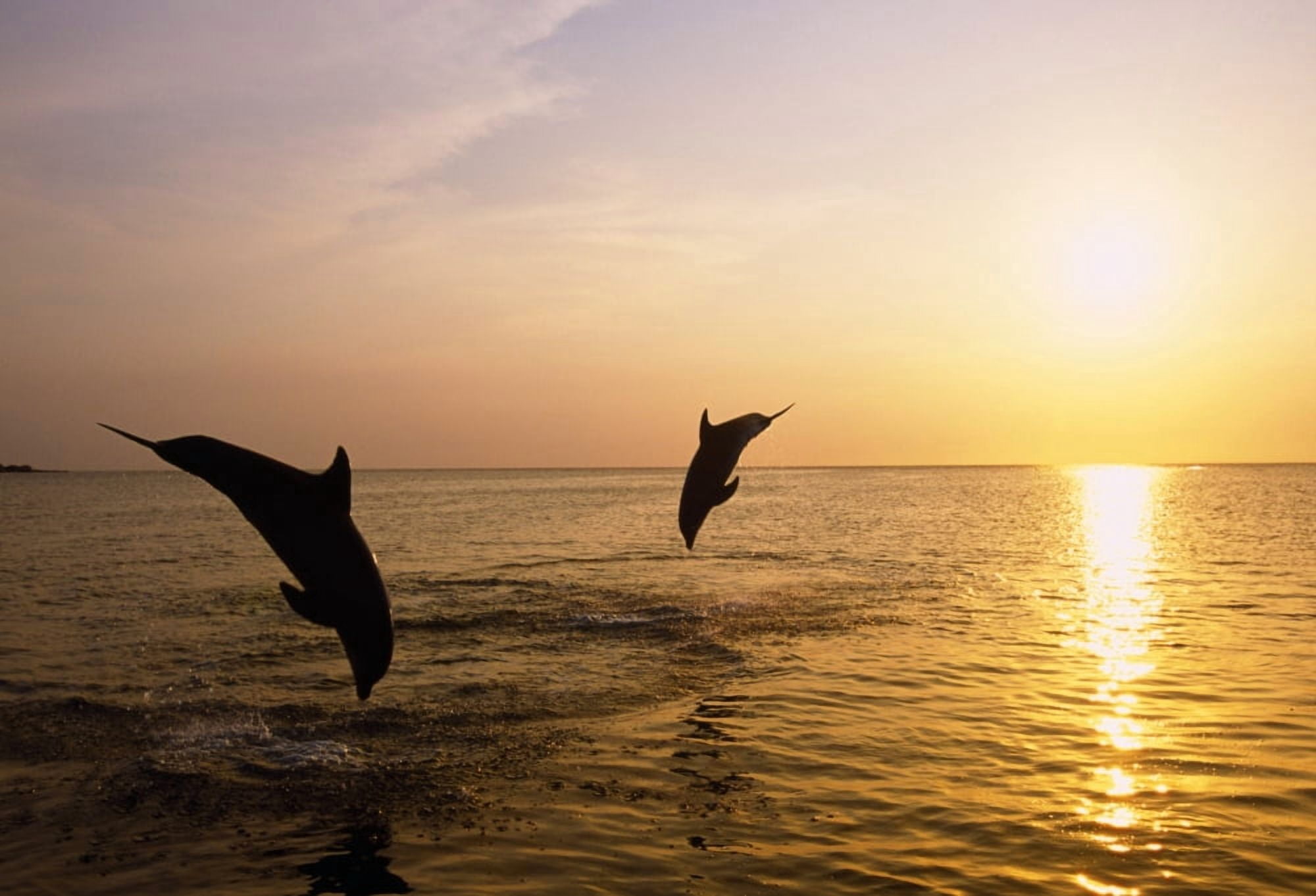 Silhouette Of Bottlenose Dolphins Canvas Art - Natural Selection Craig Tuttle Design Pics (18 x 12)