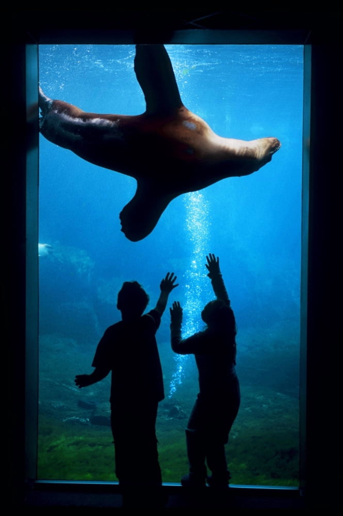 Silhouette Of Children Watching A Sea Lion In The Seward Sealife Center In Seward Alaska Canvas Art - Mark Kelley Design Pics (11 x 17)
