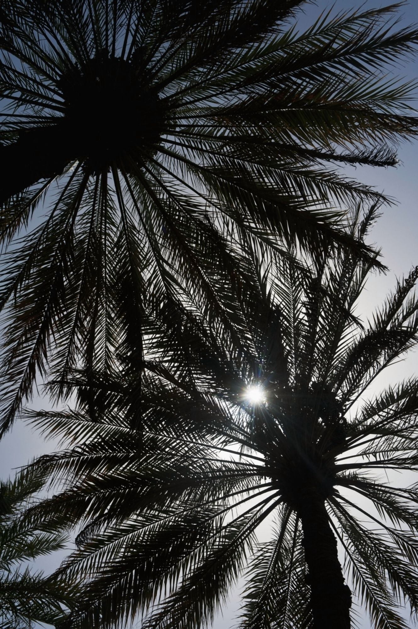 Silhouette Of Date Palm Trees In Oasis Al Ain Abu Dhabi United Arab Emirates Canvas Art - Ian Cumming Design Pics (12 x 19)