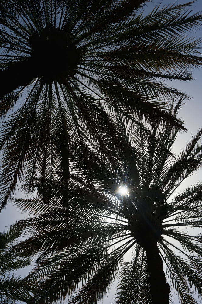 Silhouette Of Date Palm Trees In Oasis Al Ain Abu Dhabi United Arab Emirates Canvas Art - Ian Cumming Design Pics (24 x 38)